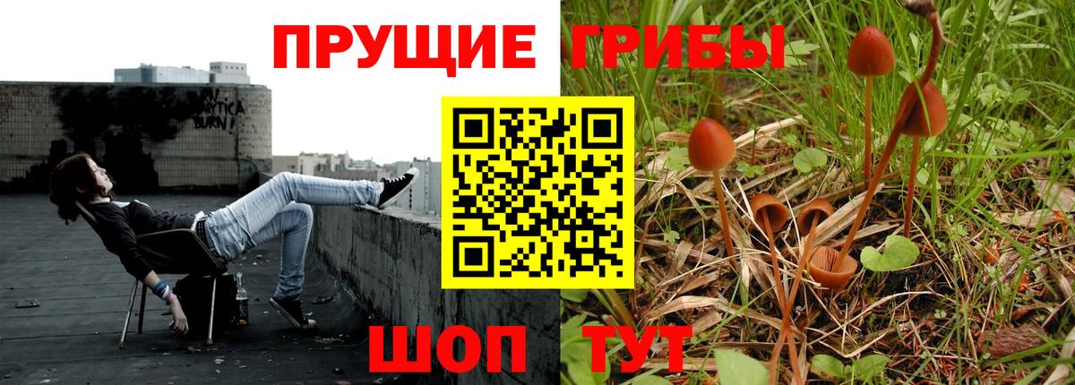 Галлюциногенные грибы Psilocybe Тверь